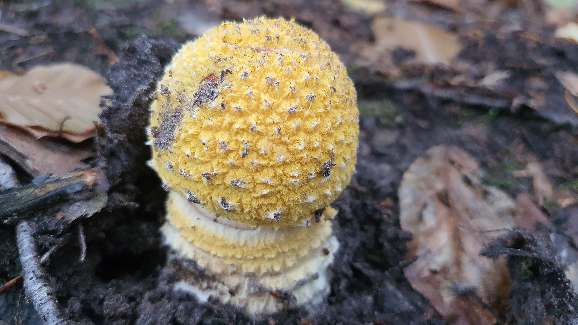 Amanita muscaria var. flavivolvata