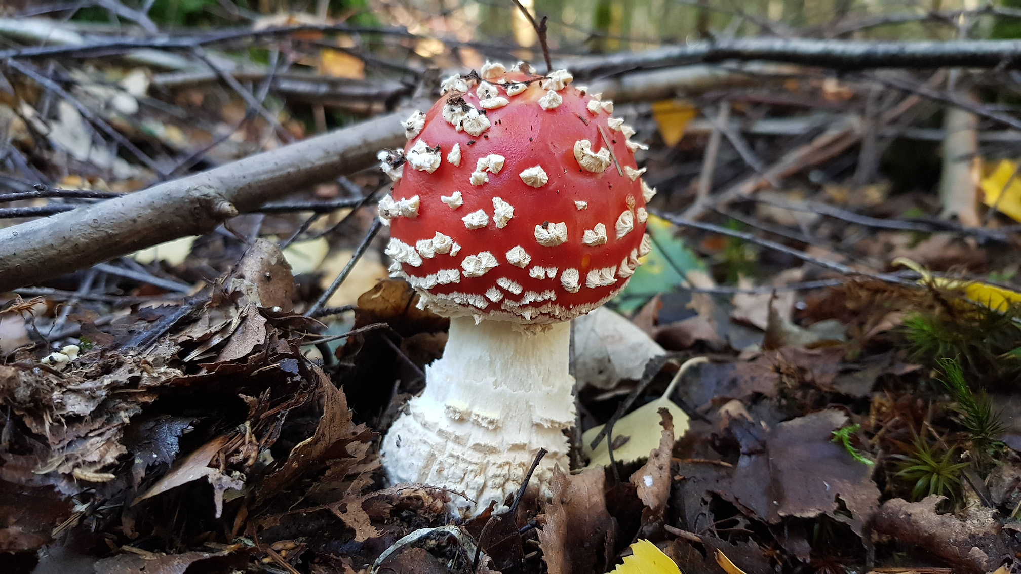 Amanita muscaria