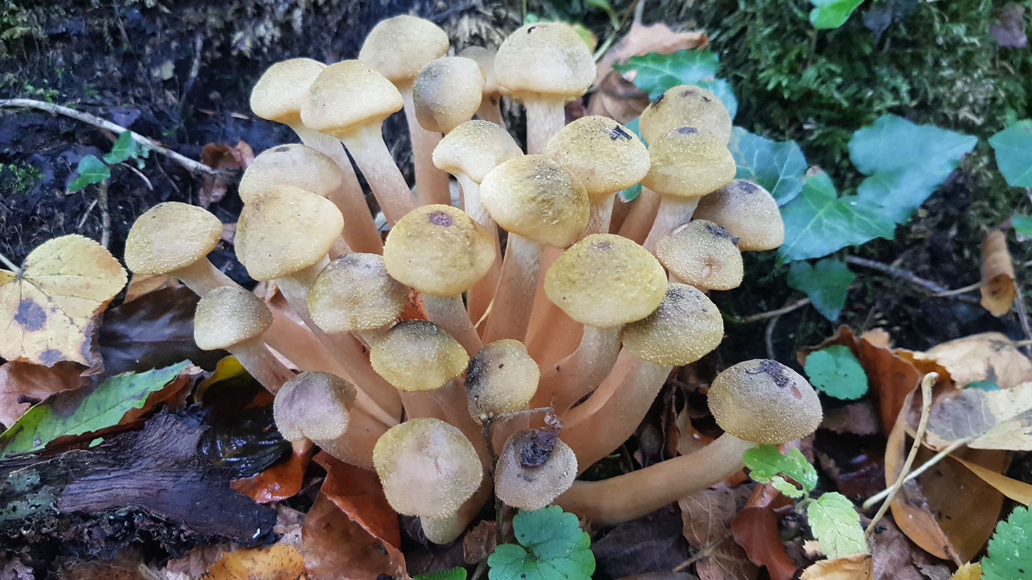 Armillaria mellea