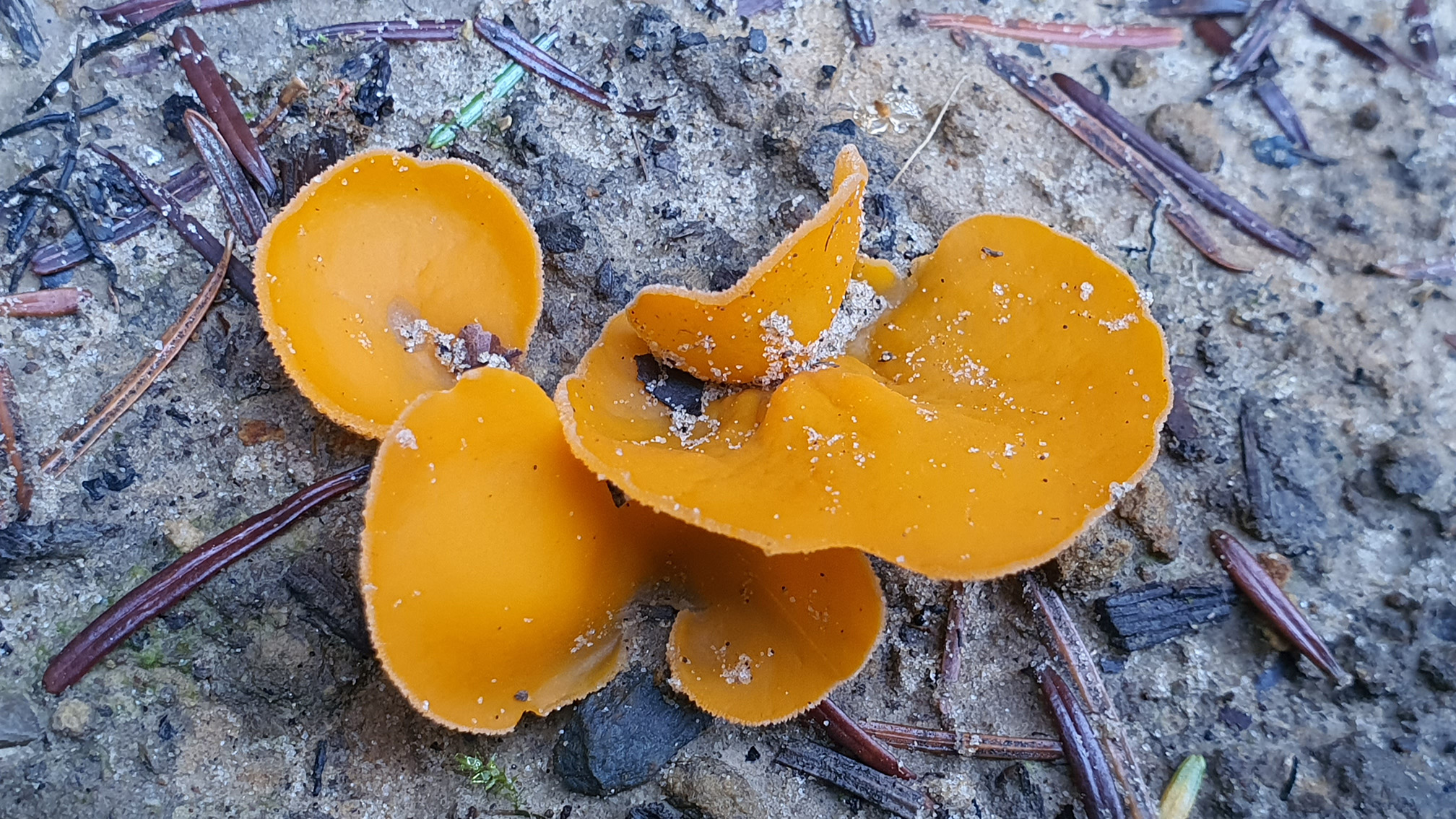 Auleuria aurantia