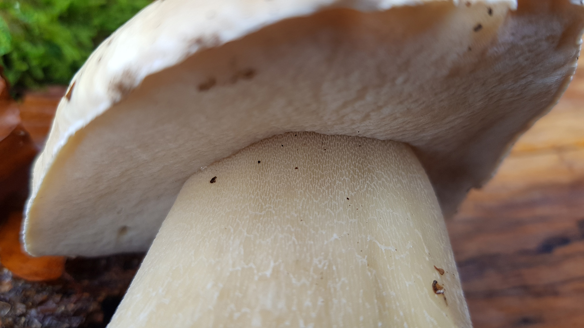 Boletus edulis