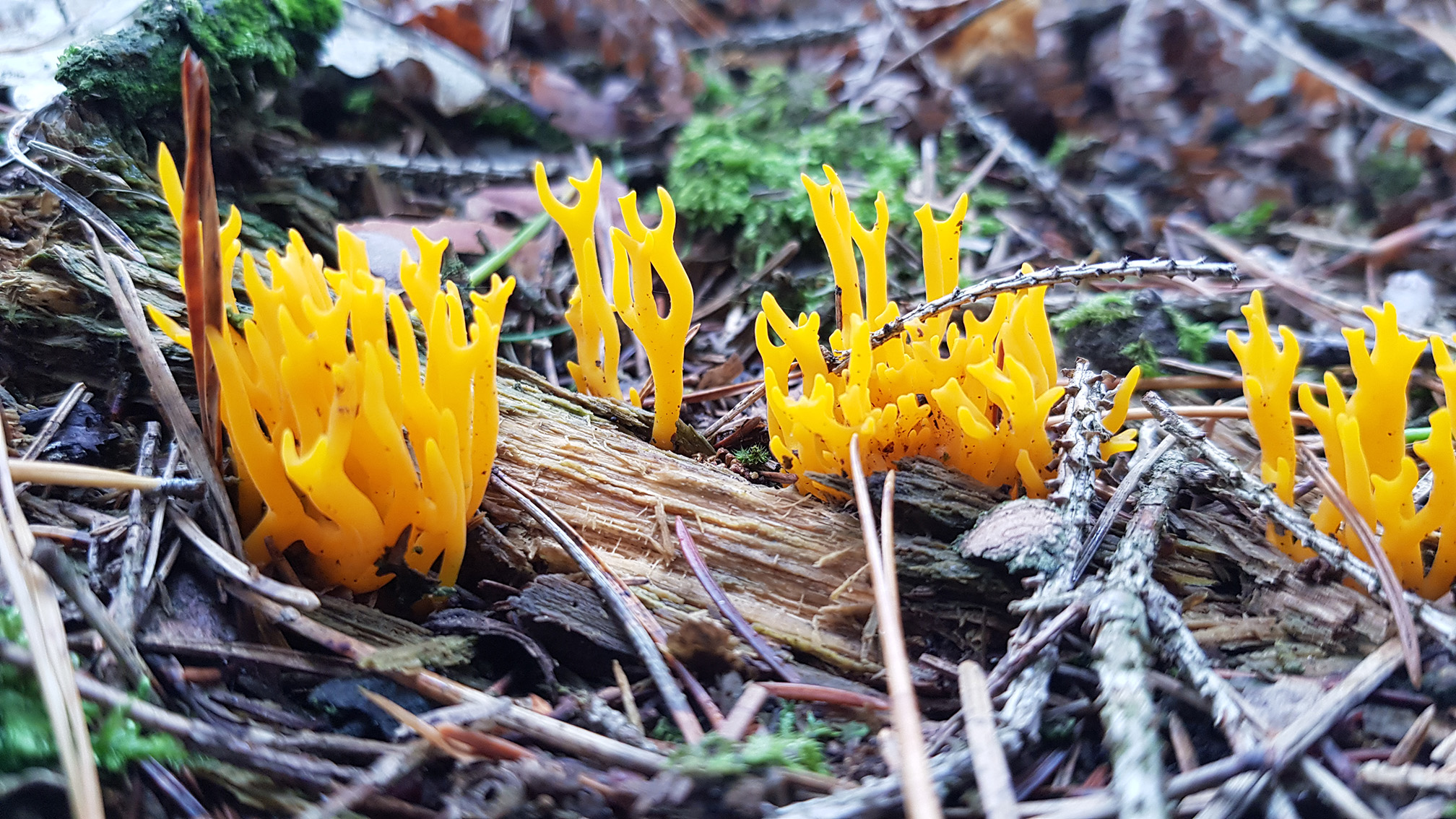 Calocera viscosa