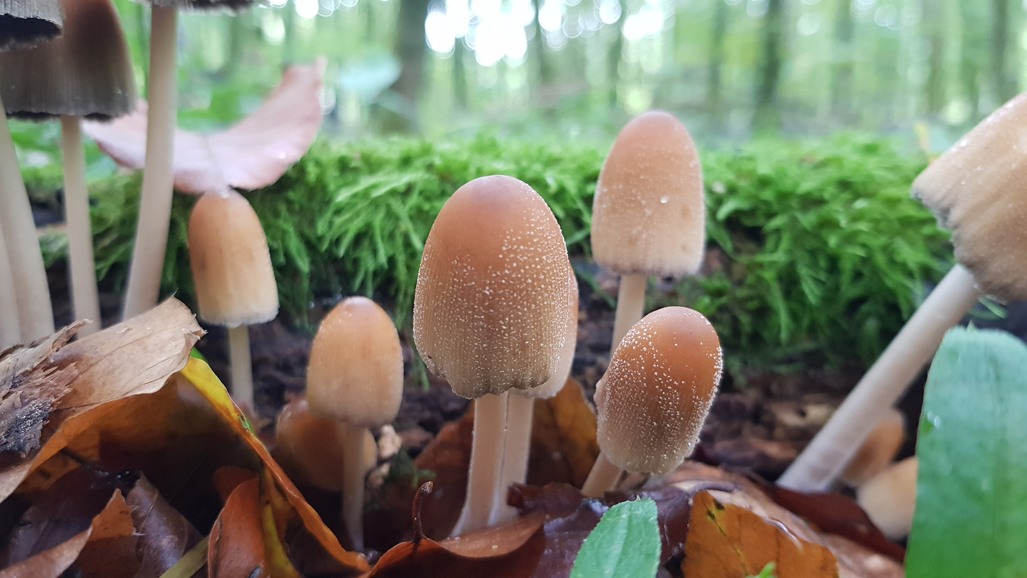 Coprinellus sect. micacei