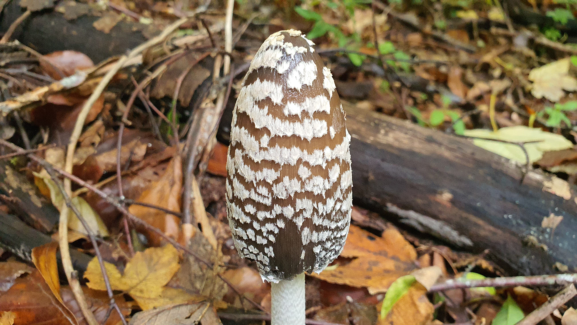 Coprinopsis picacea