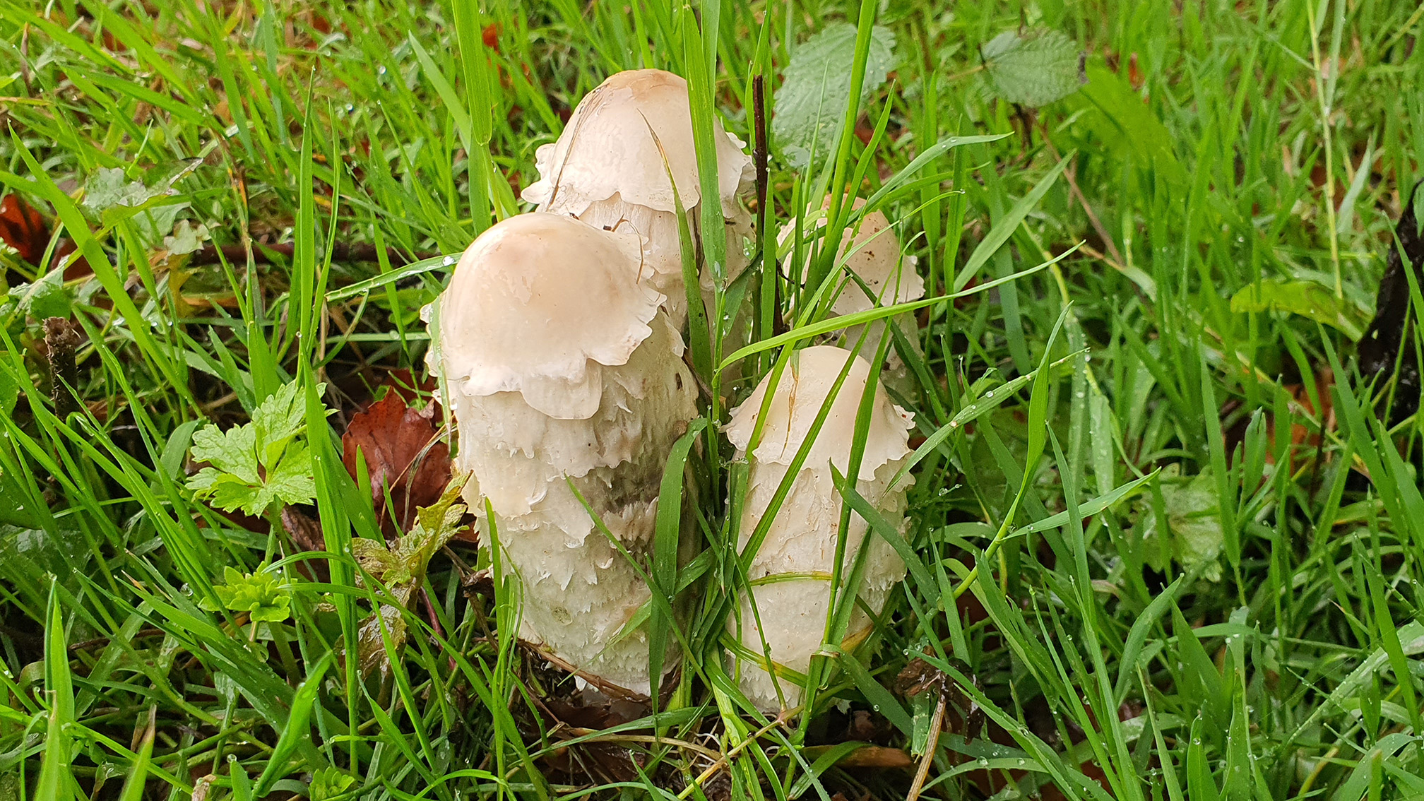 Coprinus comatus