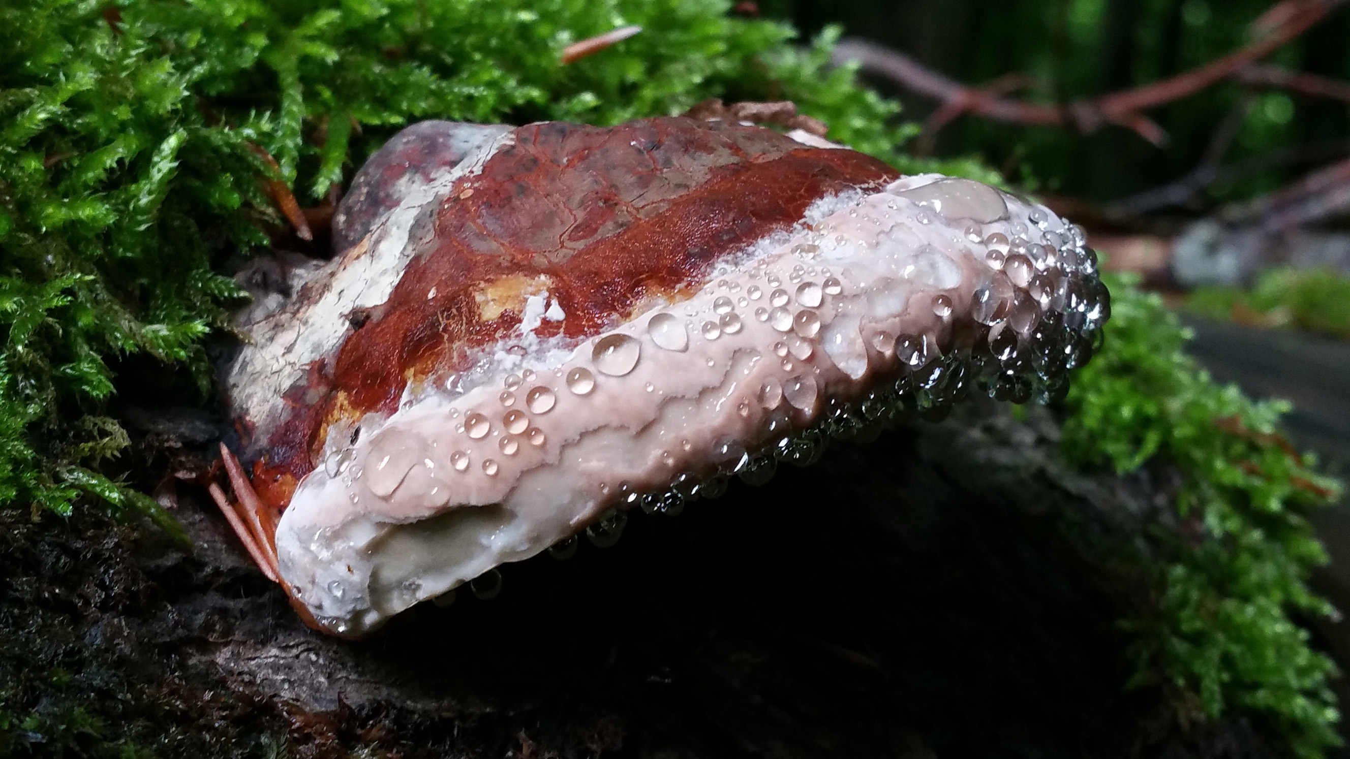 Fomitopsis pinicola