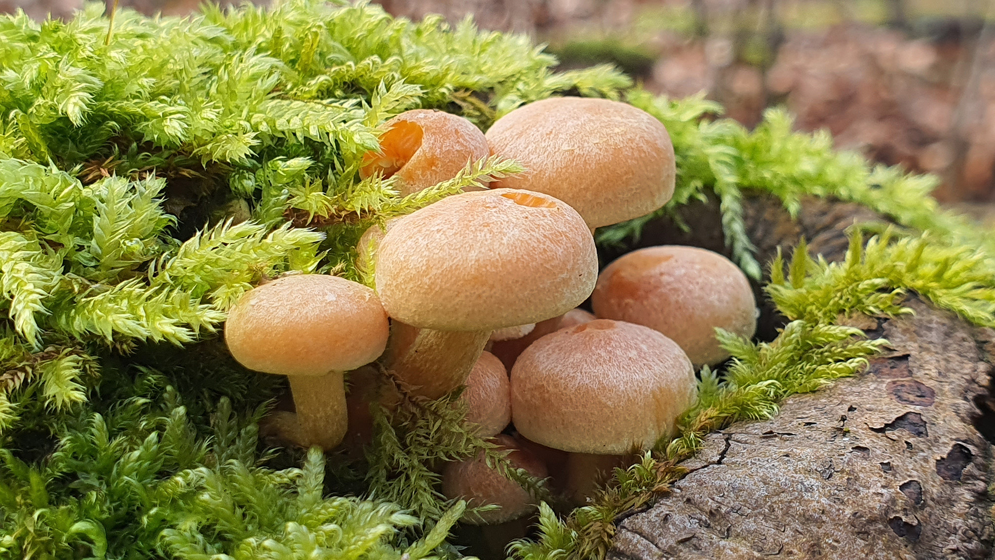 Hypholoma fasciculare
