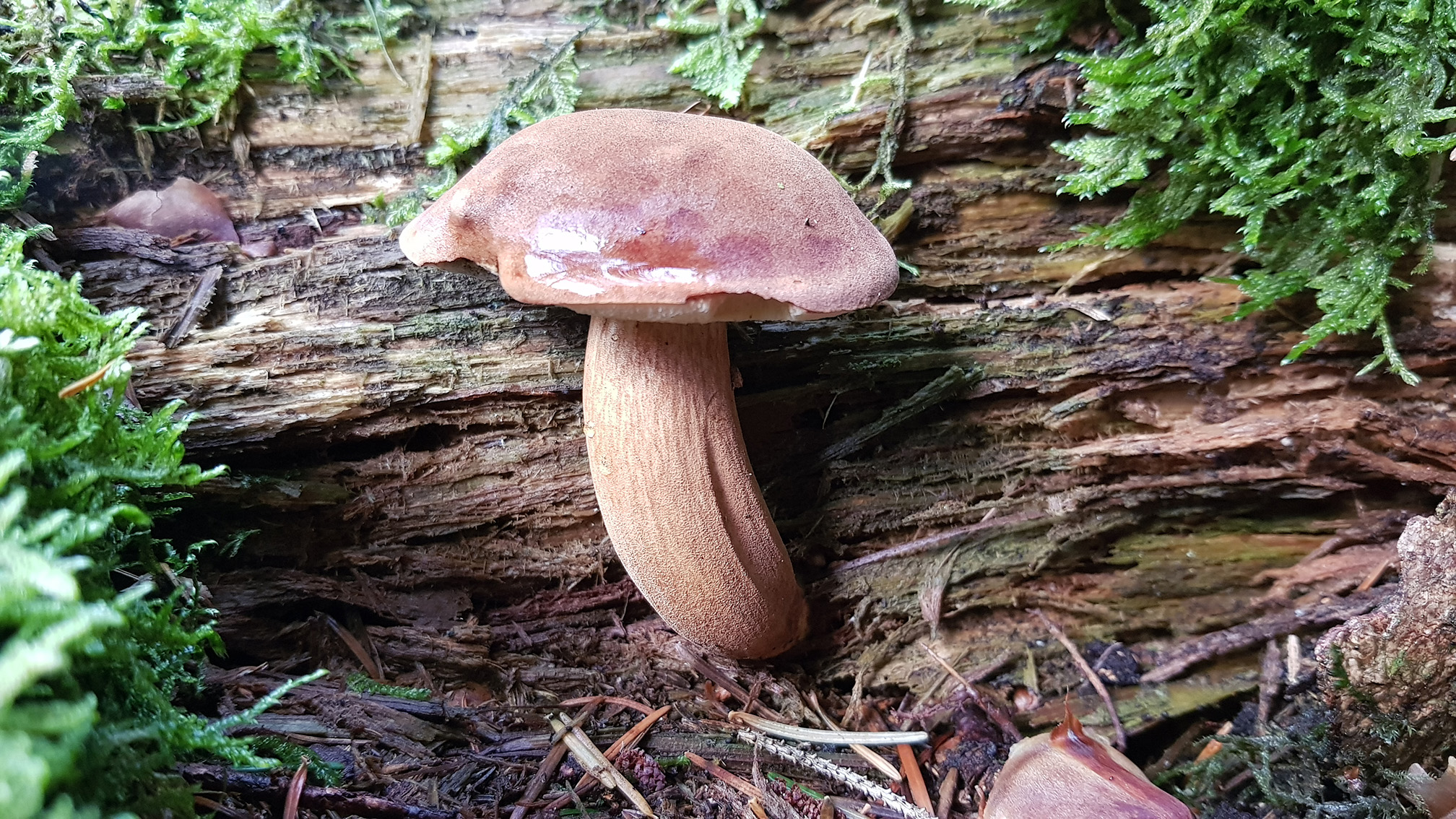 Imleria badia