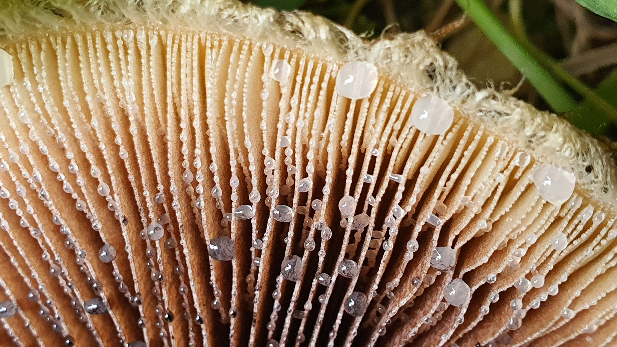 Lacrymaria lacrymabunda