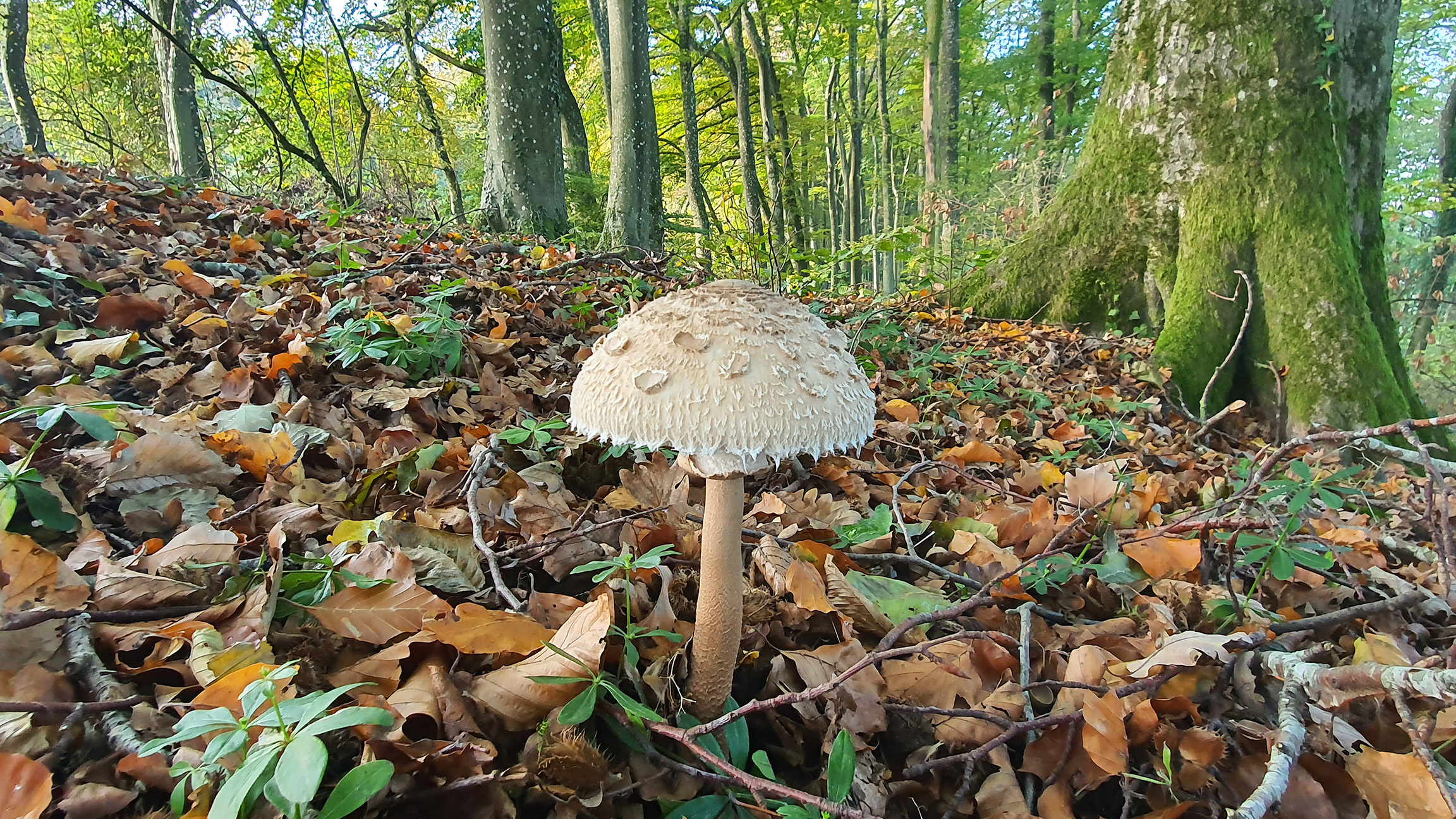Macrolepiota procera