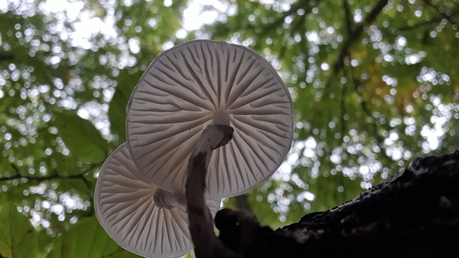 Mucidula mucida