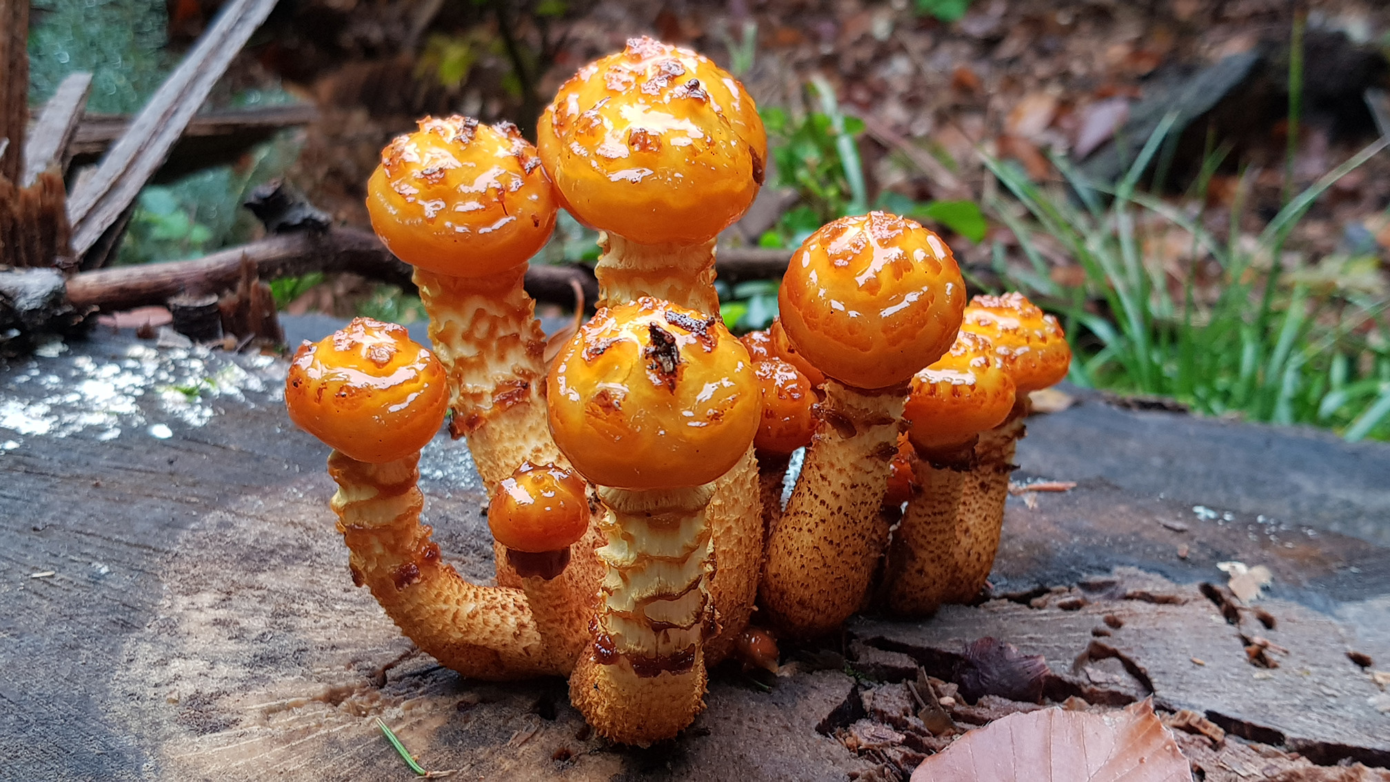 Pholiota spec.