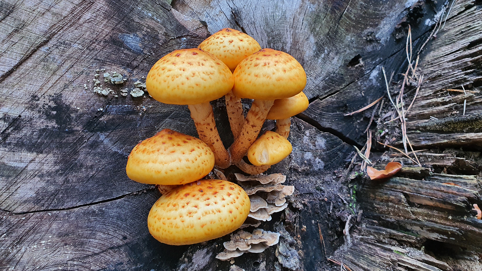 Pholiota spec.