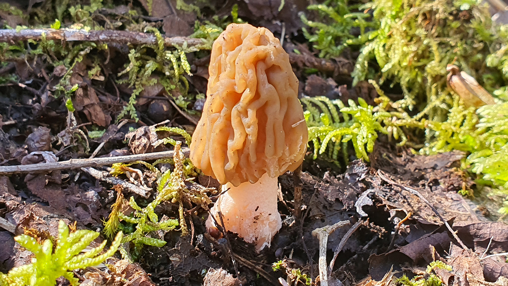 Verpa bohemica