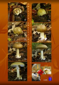 Amanita phalloides - Développement Croissance