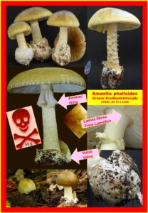 Amanita phalloides - Morpholgie