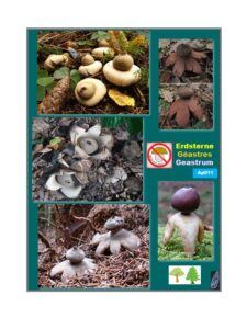 Ap11 Geastrum sp.