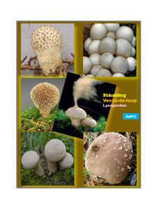 Ap13 Lycoperdon sp