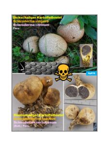 Ap16 Scleroderma sp