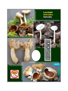 As Helvella sp