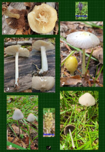 En Dag an der Natur 220522 (L-Waldhof) - 2