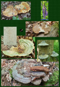En Dag an der Natur 220522 (L-Waldhof) - 3