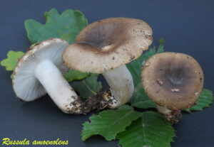 Russula amoenolens 110819