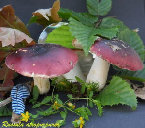 Russula atropurpurea 120707