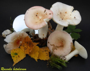 Russula betularum R110922.1.2