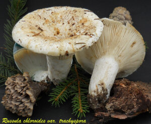 Russula chloroides var. trachyspora R110904.1