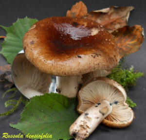 Russula densiofolia R110908.1
