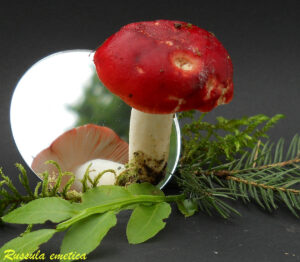 Russula emetica R110801