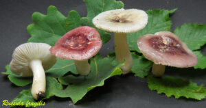 Russula fragilis R100930.5.1