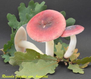 Russula fragilis var. knauthii R100911.1.1