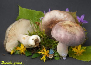Russula grisea R120722.1.1