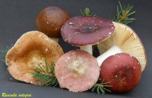 Russula integra R100829.2.2