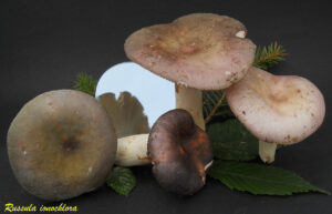Russula ionochlora R110910.3.1