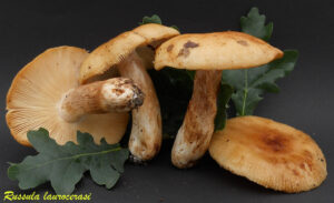 Russula laurocerasi R100928.1.1