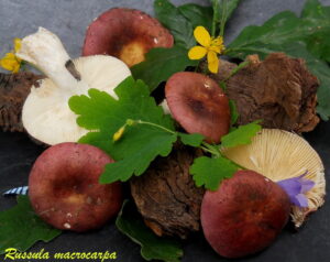 Russula macrocarpa R140828.1.1 db