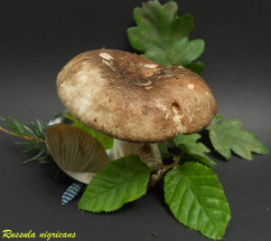 Russula nigicans R110922.2.1