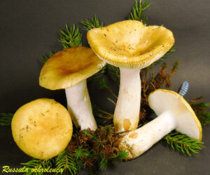 Russula ochroleuca R111103.1.1