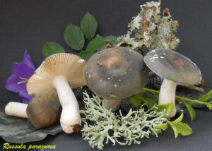 Russula parazurea R120812.1.1
