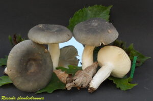 Russula plumbeobrunnea R100831.4