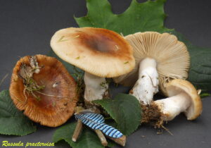 Russula praetervisa R120715.1.3