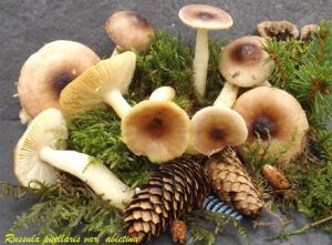 Russula puellaris var. abietinaR140808.2.2