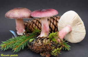 Russula queletii R111004.1.2