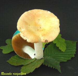 Russula risigallinaR110926.6.3