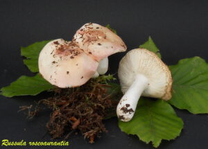 Russula roseoaurantia R110812.1.3