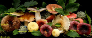 Russula spec. 140808