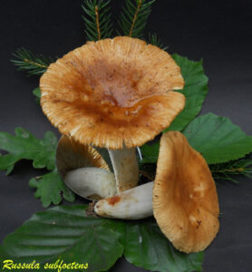 Russula subfoetens R110906.2